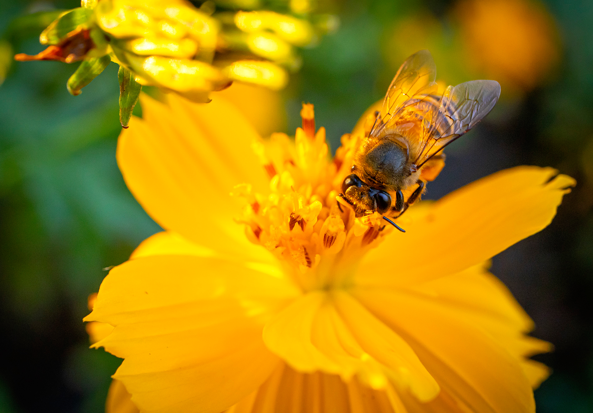 Review Canon EOS M50 Mark IIFotoinfo Magazine